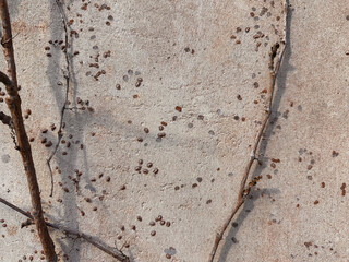 cement wall with climbing vine, bare in winter