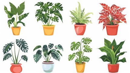 Fototapeta premium Set of trendy potted plants for home Different indoor houseplants isolated on white background Alocasia, begonia, fan palm, monstera, ficus, strelitzia and oxalis Colored flat vector illustration