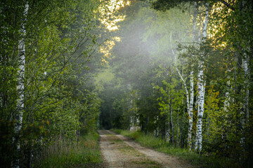 serene dirt pathway winds through a lush green forest with tall birch trees and dense foliage, shrouded in a soft morning mist. The sunlight gently filters through the trees