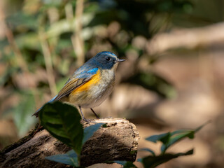 森の中で枯れ木に留まっているルリビタキの雄