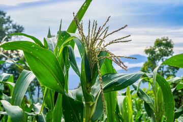 Organic Corn Field at Pabong Village in Kalimpong District, West Bengal India