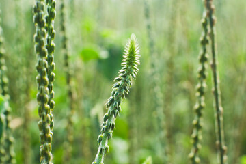 Achyranthes aspera as a herbal medicine for various diseases