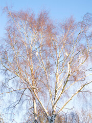 Fototapeta premium Silver Birch, sky and sunshine in nature with landscape for clean energy, environmental or climate change. Eco friendly, countryside and natural with tree in winter, ecology and sustainability