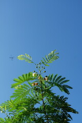 photography of the lamtoro plant which has the Latin name leucaena leucocephala against a blue sky background