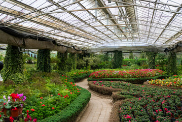 Beautiful tropical green plant in the green house garden