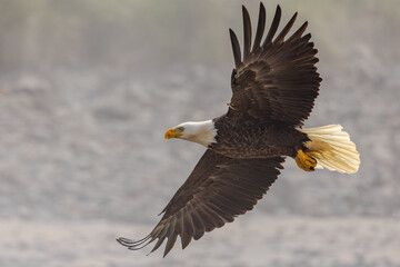 American bald eagle in flight