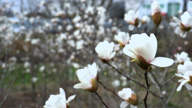 Beautiful white flowering magnolia - flowering tree. Magnolia stellata. Star shape white flowers of magnolia. Spring season, sweet fragrance. Royal star magnolia