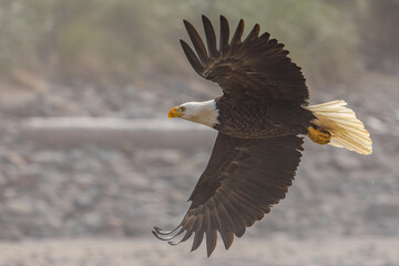 American bald eagle in flight