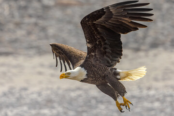 American bald eagle in flight