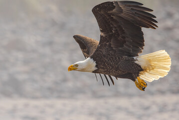 American bald eagle in flight