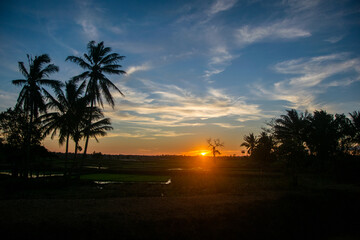 sunset on the rice field