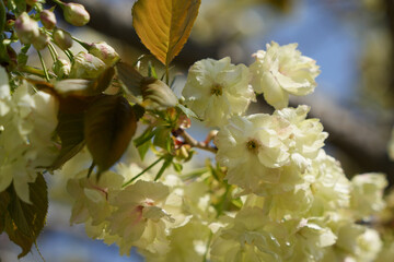 珍しい黄色い八重桜