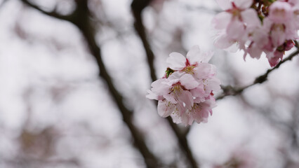 Sakura cherry blossom in spring on a cloudy day