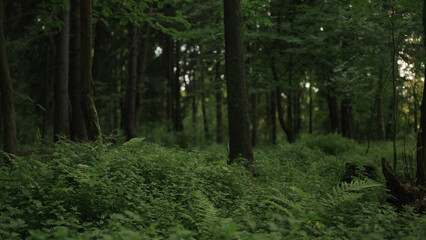 Obraz premium driving plate side view of mixed forest in summer smooth ride