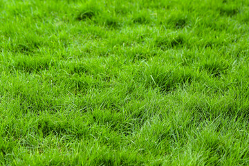 Green grass background in the football field