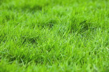 Green grass background in the football field
