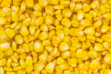 Top view of ripe yellow Sweetcorn or Sugar corn seeds background, closeup, horizontal.