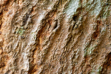Surface texture of Mangifera indica or Mango tree stem in tropical botanical garden in Thailand, background.
