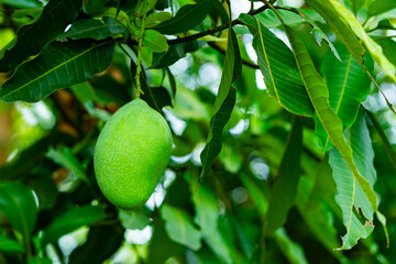 Single fresh green raw mango fruit with leaves hanging on the mango tree. Mango or Mangifera indica.