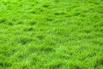 Green grass background in the football field