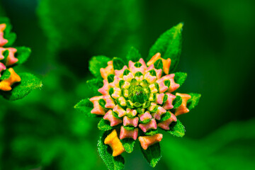 High angle view of beautiful multi colored natural wild flower with leaf on natural green background, selective focus, horizontal, closeup.