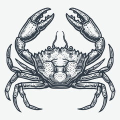 Snow crab vintage woodcut drawing vector