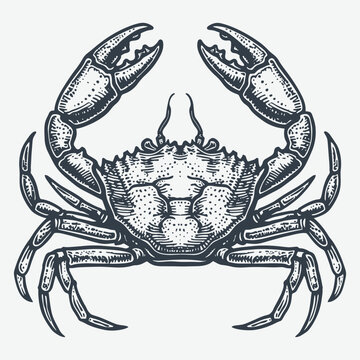 recommend clip art: Snow crab vintage woodcut drawing vector