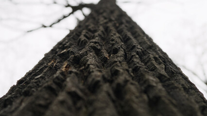 tree trunk close up shot