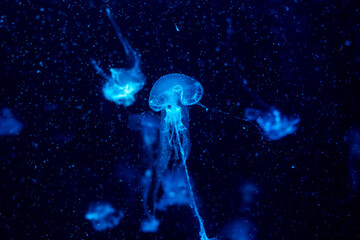 Jellyfish show their beauty Come out and play with the lights.