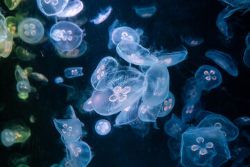 Jellyfish show their beauty Come out and play with the lights.