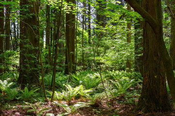 杉の森林とシダ