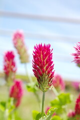 青空に映える千日紅