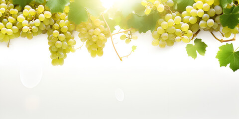 Stunning view of green seedless grapes with vine and leaves, bathed in sunlight on a spotless white background.







