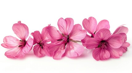 Pink blooming flowers on white background, the repetitive pattern of the dark pink blooms adds a natural touch to this visually stunning composition ,delicate pink flowers on a white background