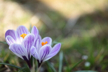 白色に紫色の花脈のクロッカス