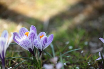 白色に紫色の花脈のクロッカス