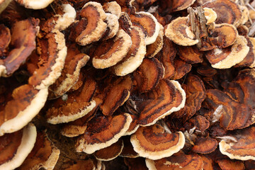 Wild mushrooms growing on tree stump in nature