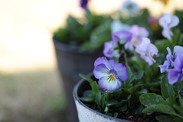 薄紫色のビオラのアップ