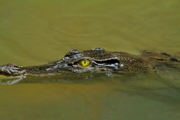 a crocodile stalks from the water