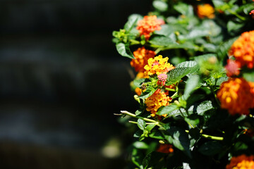 Blooming yellow and red lantana camara flowers in garden. Copy space