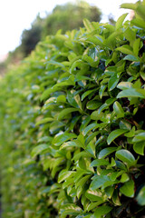 Juicy green bush leaves, bushes, bush fence, green leaves, leafy background