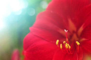 abstract macro photo of red tropical flower