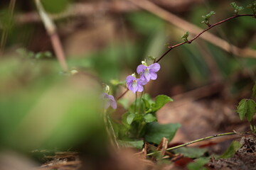 スミレのアップ