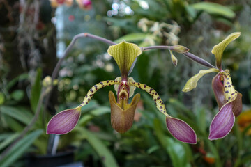 Paphiopedilum