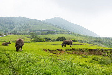 Buffalo green lawn at Taiwan Taipei Lengshuikeng Qingtiangang Recreation Area