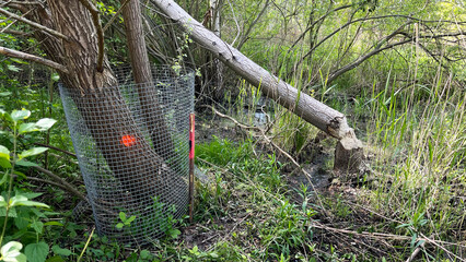 A tree protected from a beaver by a metal mesh, next to a tree gnawed and felled by a beaver