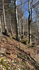 Spring mountain forest, tree branches without leaves. Polish mountains