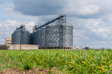 Granary elevator, silver silos on agro manufacturing plant for processing drying cleaning and storage of agricultural products, flour, cereals and grain. A field of green wheat.