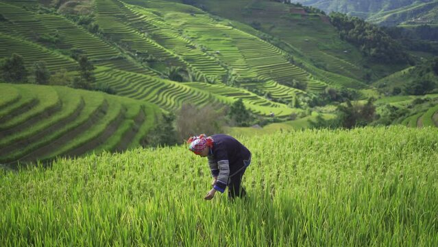 A farmer with fresh paddy rice terraces, green agricultural fields in countryside or rural area of Mu Cang Chai, mountain hills valley in Asia, Vietnam. Nature landscape. People lifestyle.