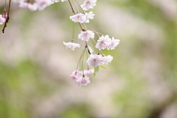 桜の花のアップ